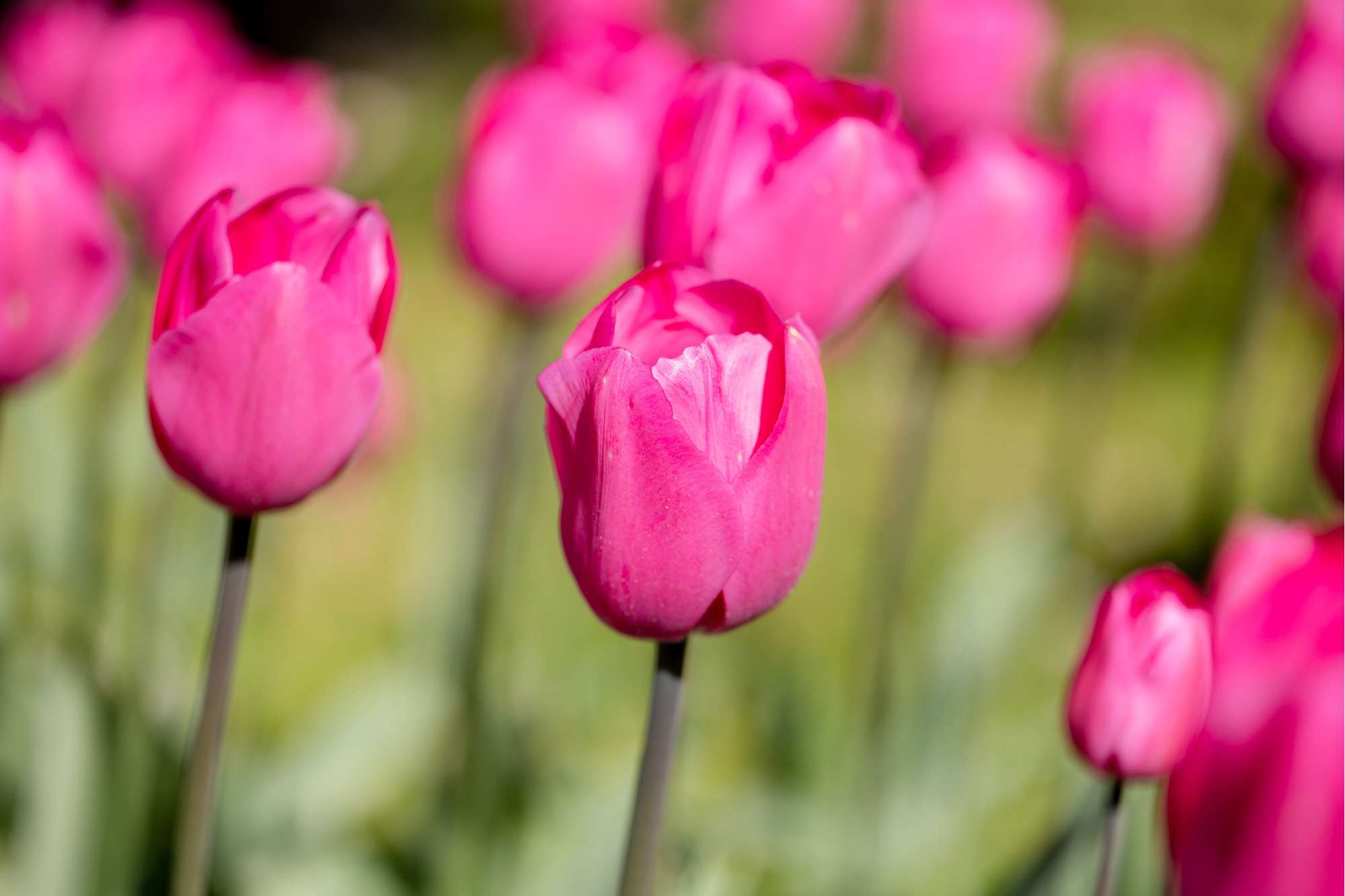Tulpe 'Don Quichotte'